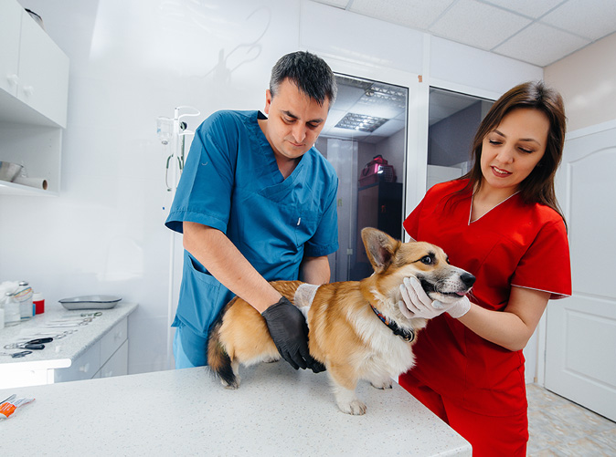 Veterinarians examining dog