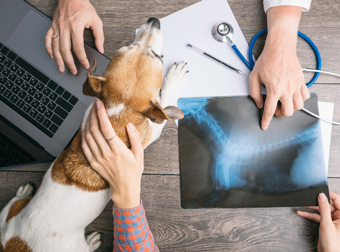 dog x-ray examination