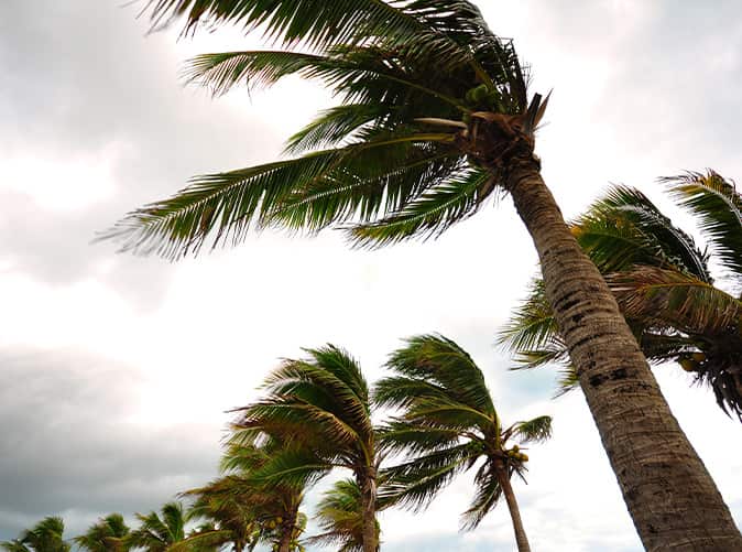 Palm trees blowing in extreme winds